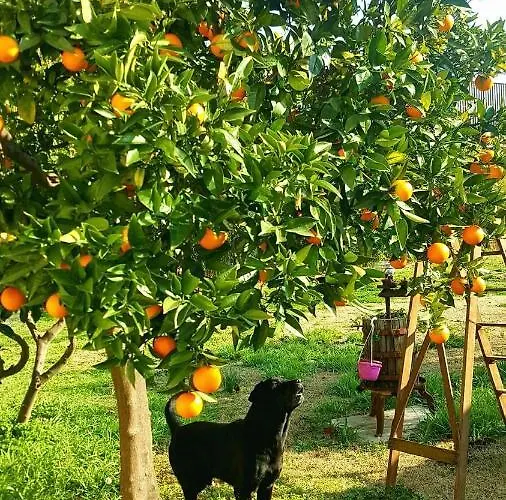 Nyaraló I Tigli Casalbordino
